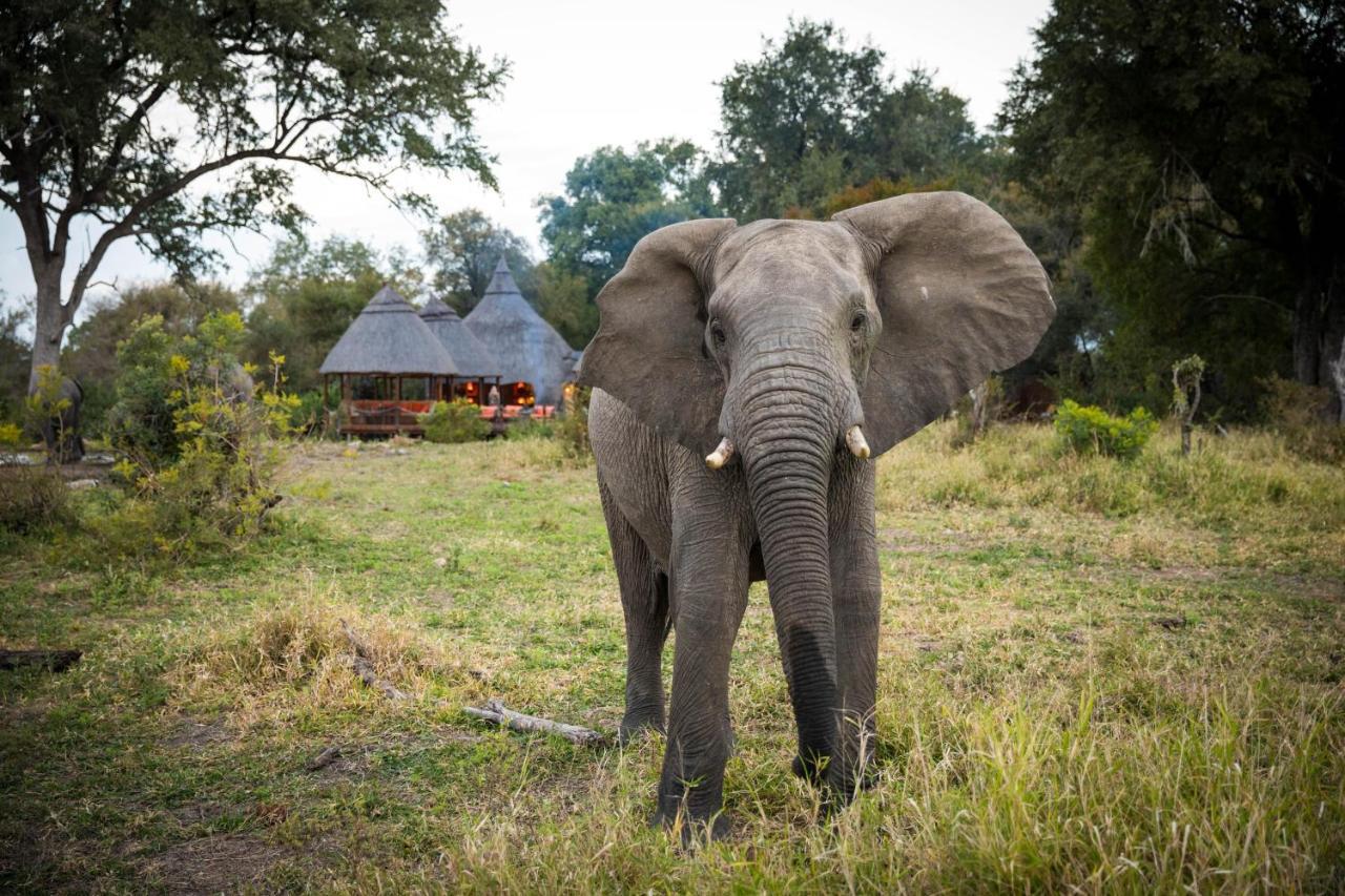 Hoyo Hoyo Safari Lodge Mluwati Concession Exteriör bild